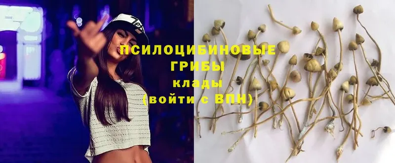 Псилоцибиновые грибы Psilocybe  как найти наркотики  Балаково 